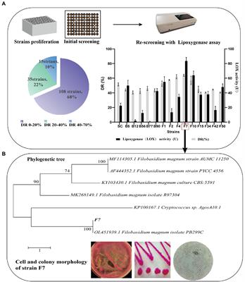 Function-driven design of Bacillus kochii and Filobasidium magnum co-culture to improve quality of flue-cured tobacco
